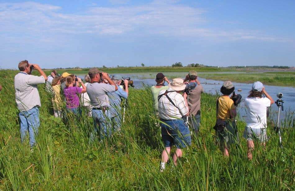 How popular is birdwatching - Crowd of birdwatchers