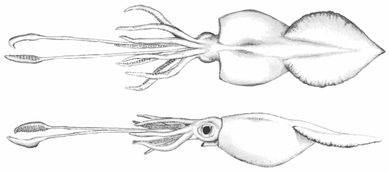 Sea animal with largest eyes - Colossal squid