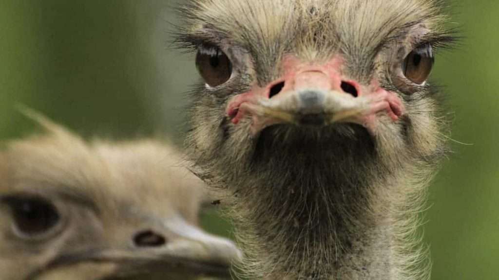 Animal with largest eyes - Ostrich