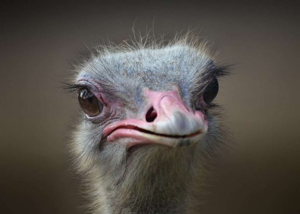 Animal with largest eyes - Close up of Ostrich