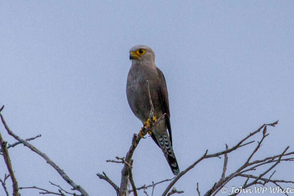 Dickinson's Kestrel sitting on a branch with yellow eyes
