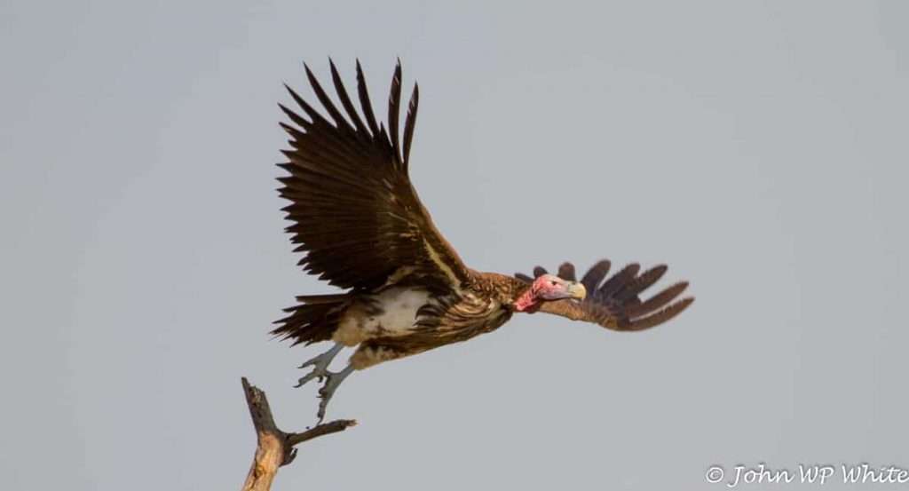 A rare vulture in flight - this bird had a red face and brown wings