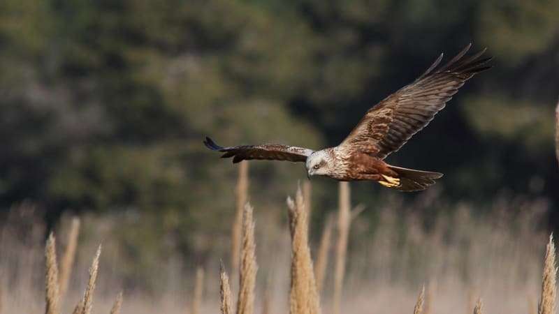 Top birding locations - Western marsh harrier