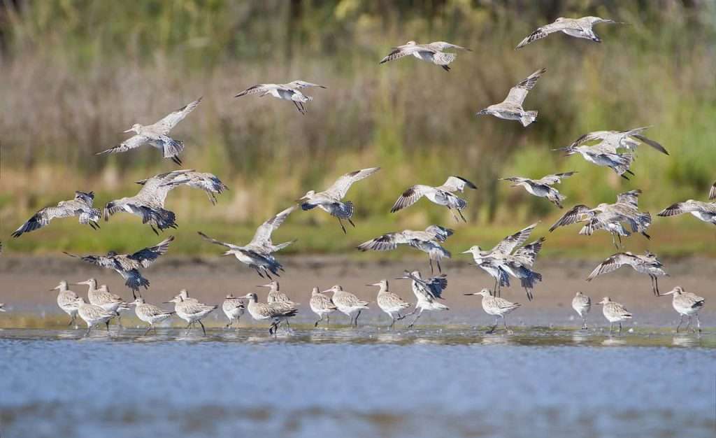 WHY IS MIGRATION IMPORTANT FOR BIRDS? 9 Bar tailed godwit Australia JJ Harrison WANEE Go-WILD