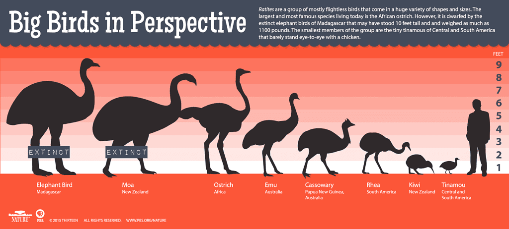 A chart of the biggest birds that have roamed the earth over time