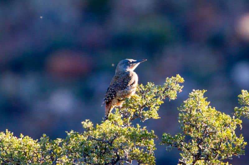 Ground Woodpecker in Karoo National Park