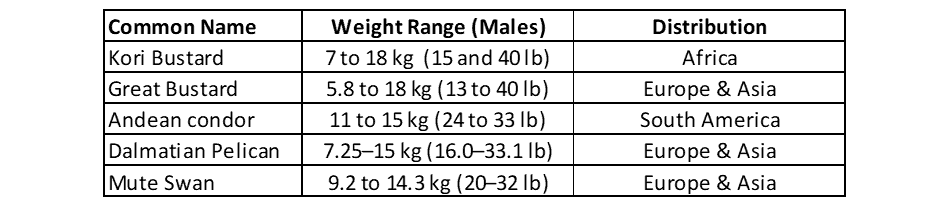 Table of weights of the heaviest flying birds