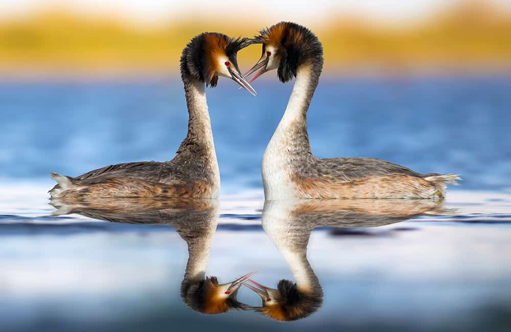Birds that symbolise love
