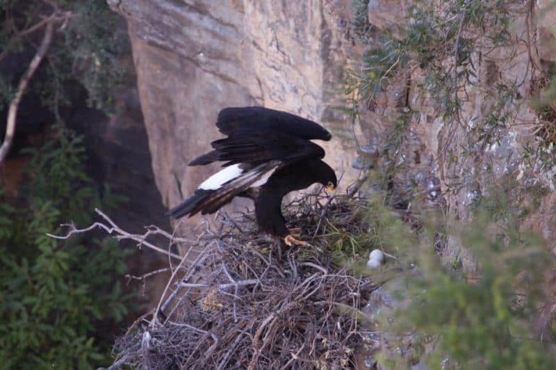 Verreaux Eagle (Black Eagle) in Karoo National Park
