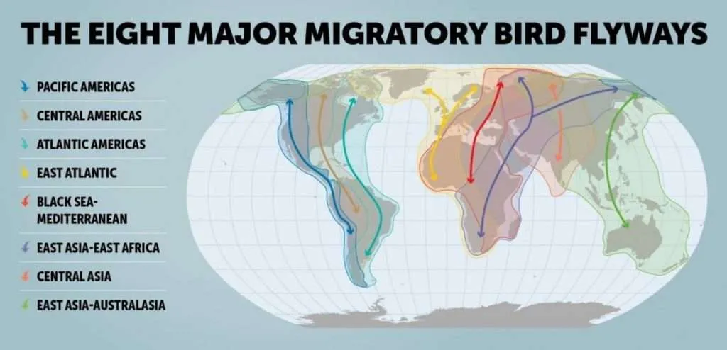 WHY IS MIGRATION IMPORTANT FOR BIRDS? 7 birdlife flyways infographic WANEE Go-WILD