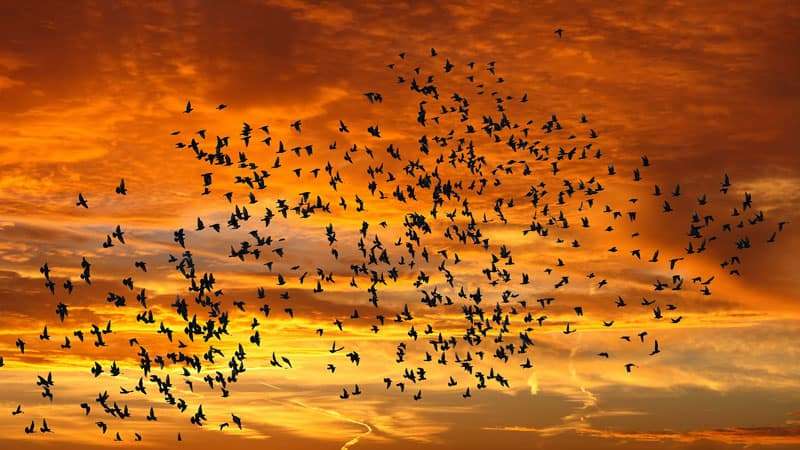 Top birding locations - Birds in the sky against the sunset