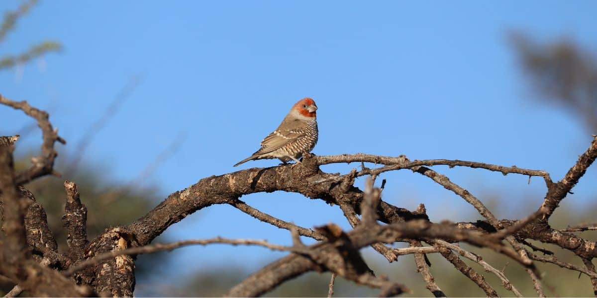 A Guide To Bird watching Holidays Birda