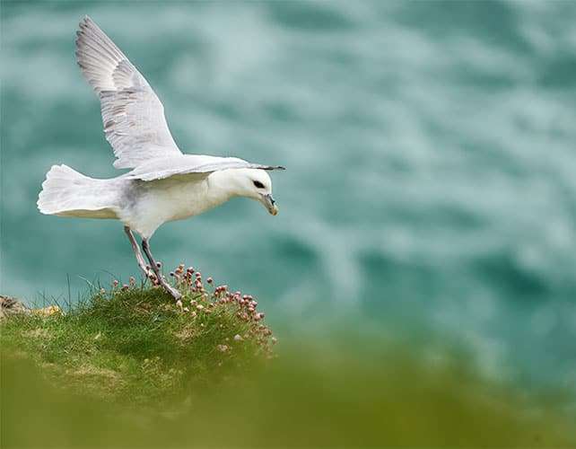 Birds In Flight Photography Birda