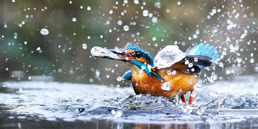 Birds In Flight Photography Birda