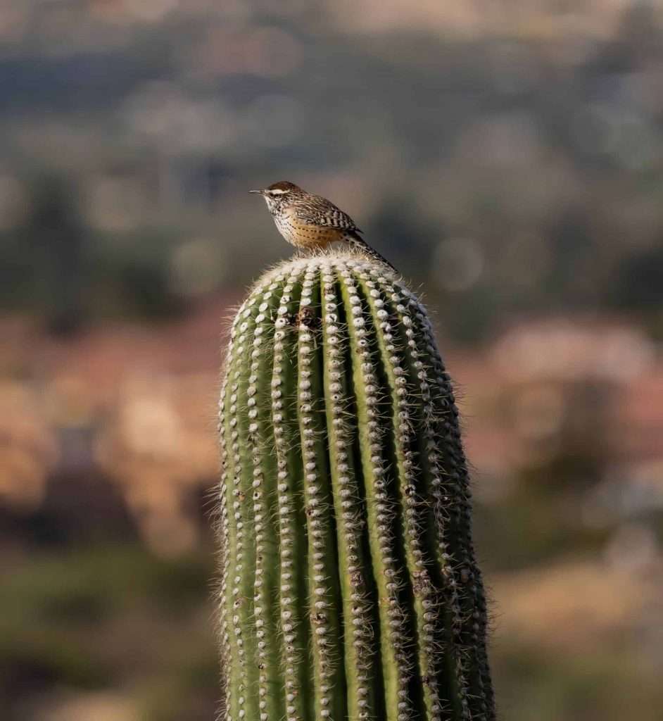 Cactus Wren perched on a cactus