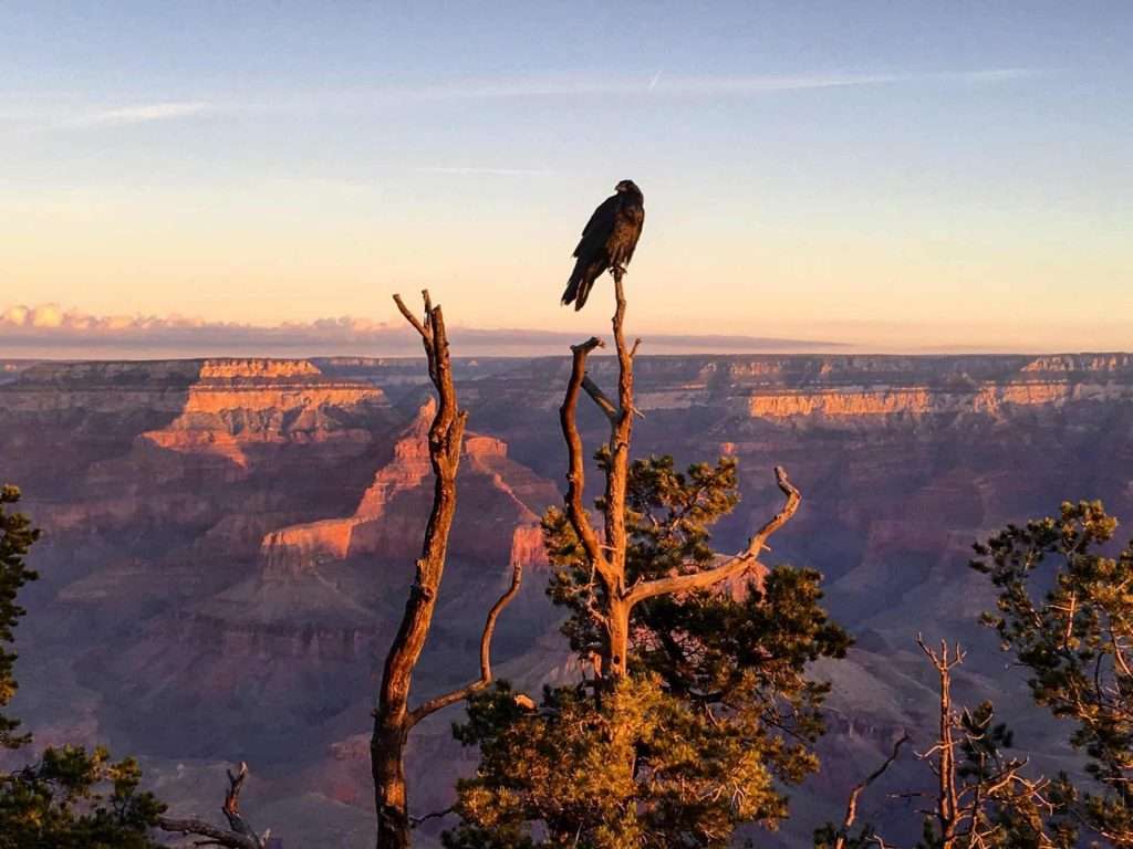 Common Raven, a common species found at the Grand Canyon National Park.